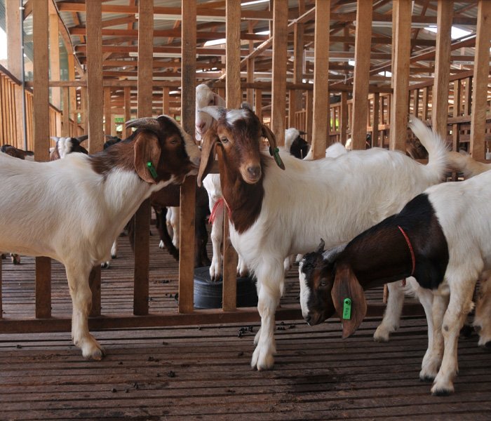 Akikah kambing 2