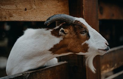 Akikah kambing