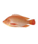Ikan Talapia Merah - Coming Soon
