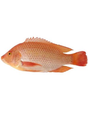 Ikan Talapia Merah - Coming Soon