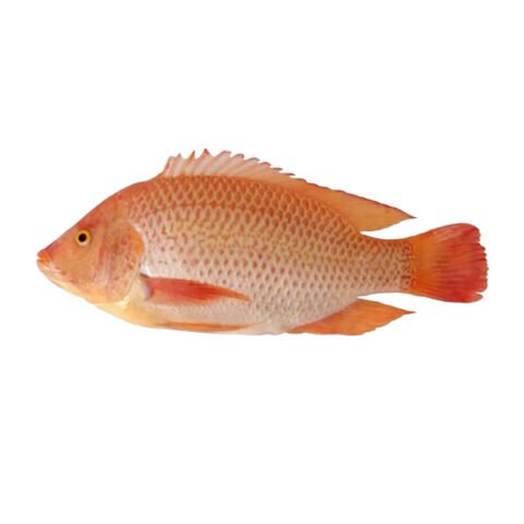 Ikan Talapia Merah - Coming Soon