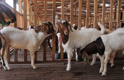 Korban kambing