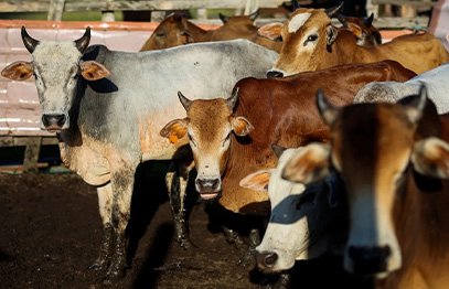Korban lembu